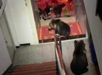 2头黑熊闯入酒店被狗堵在楼道，当地乡政府：一般不伤害人