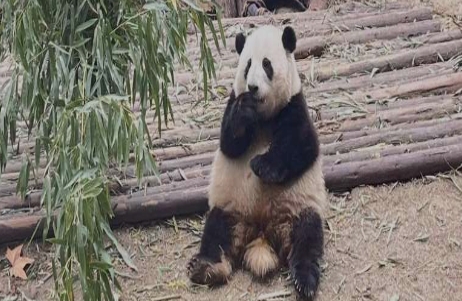 春节到南方哪个城市旅游最好